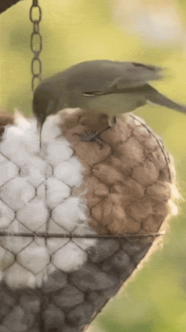 🔥LAST DAY 50% OFF - 🕊️🏡Handmade Natural Alpaca Fiber Bird Nesting Heart❤️A Cozy Gift for Birds