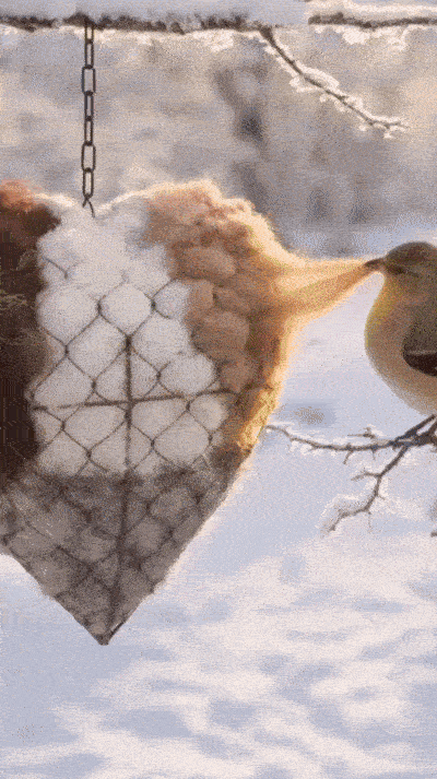 🔥LAST DAY 50% OFF - 🕊️🏡Handmade Natural Alpaca Fiber Bird Nesting Heart❤️A Cozy Gift for Birds
