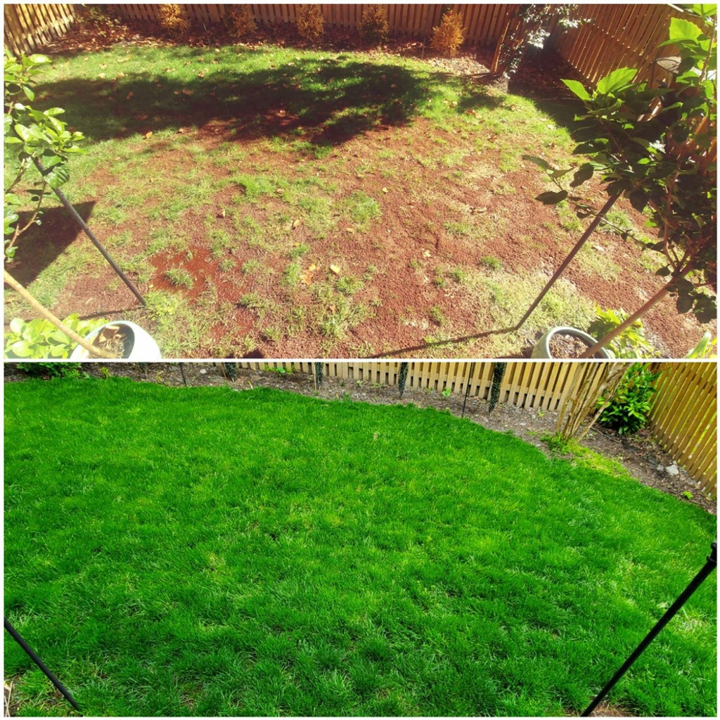 🔥 Last Day Promotion 50% OFF 🔥🌱 2026 Evergreen Dwarf Grass Seed for Four Seasons