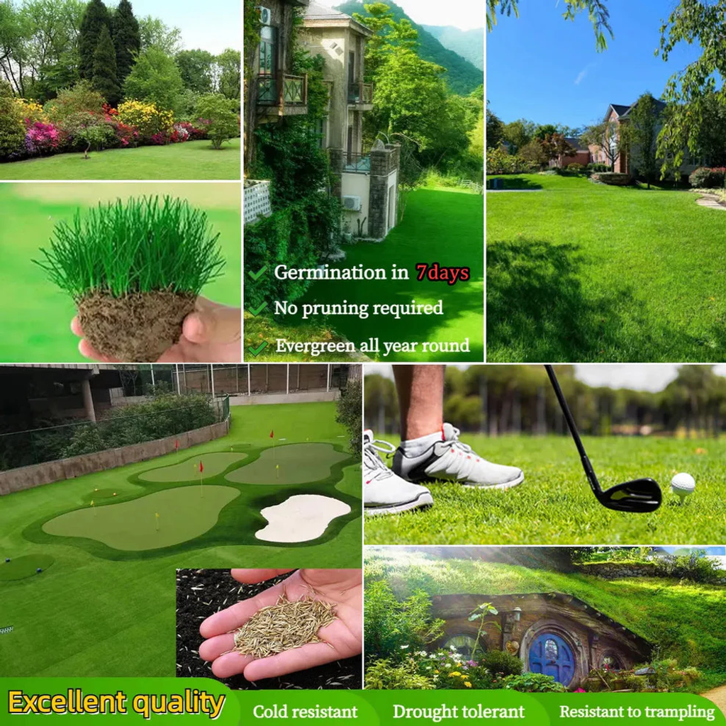 🔥 Last Day Promotion 50% OFF 🔥🌱 2026 Evergreen Dwarf Grass Seed for Four Seasons