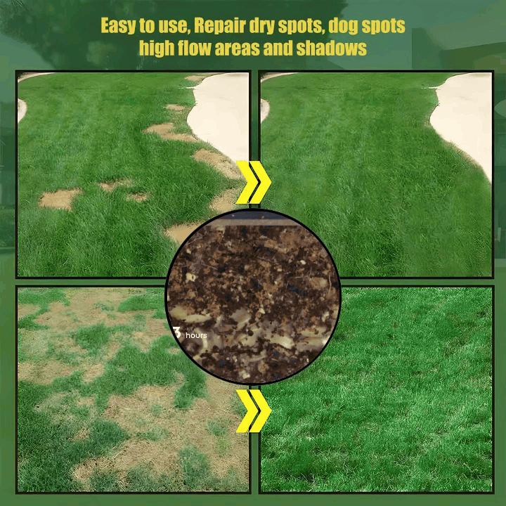 🔥 Last Day Promotion 50% OFF 🔥🌱 2026 Evergreen Dwarf Grass Seed for Four Seasons