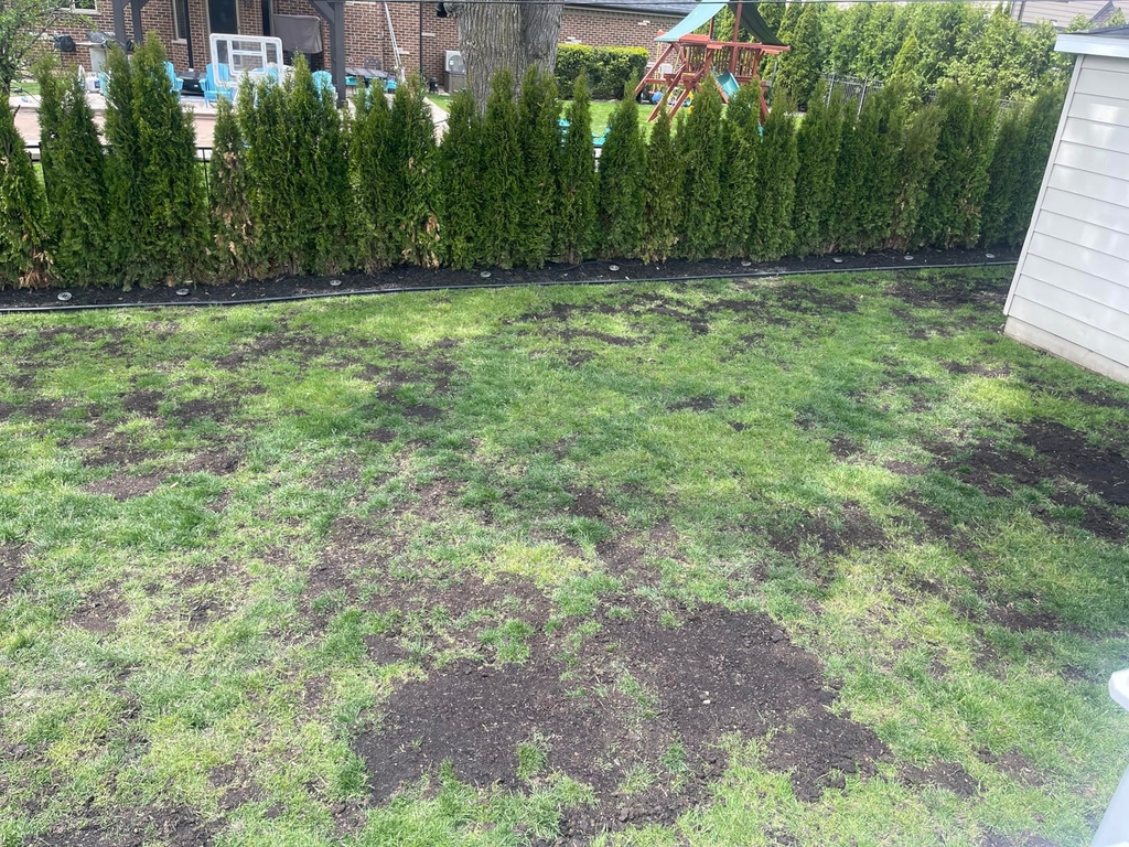 🔥 Last Day Promotion 50% OFF 🔥🌱 2026 Evergreen Dwarf Grass Seed for Four Seasons