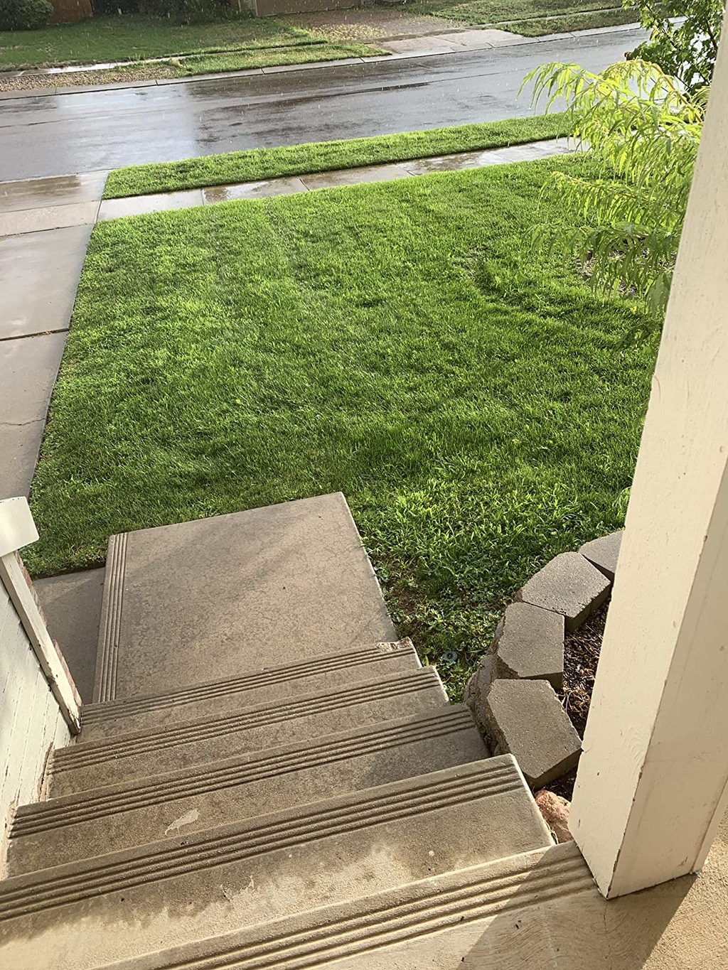 🔥 Last Day Promotion 50% OFF 🔥🌱 2026 Evergreen Dwarf Grass Seed for Four Seasons