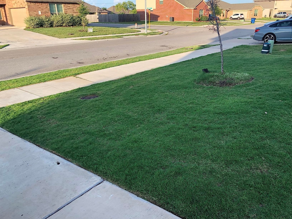 🔥 Last Day Promotion 50% OFF 🔥🌱 2026 Evergreen Dwarf Grass Seed for Four Seasons