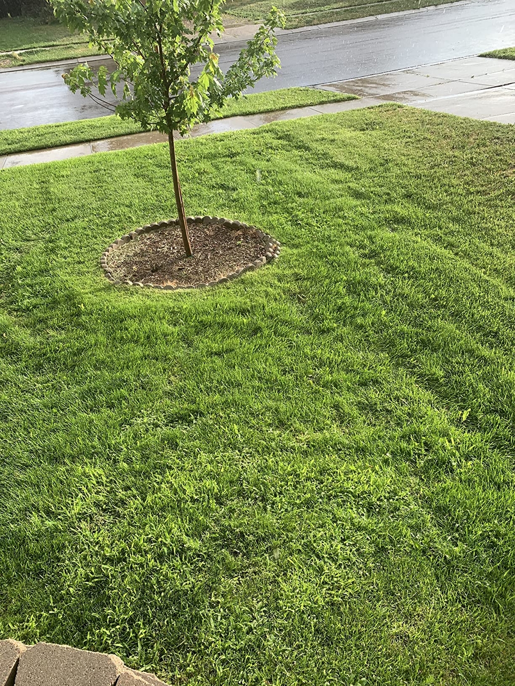 🔥 Last Day Promotion 50% OFF 🔥🌱 2026 Evergreen Dwarf Grass Seed for Four Seasons