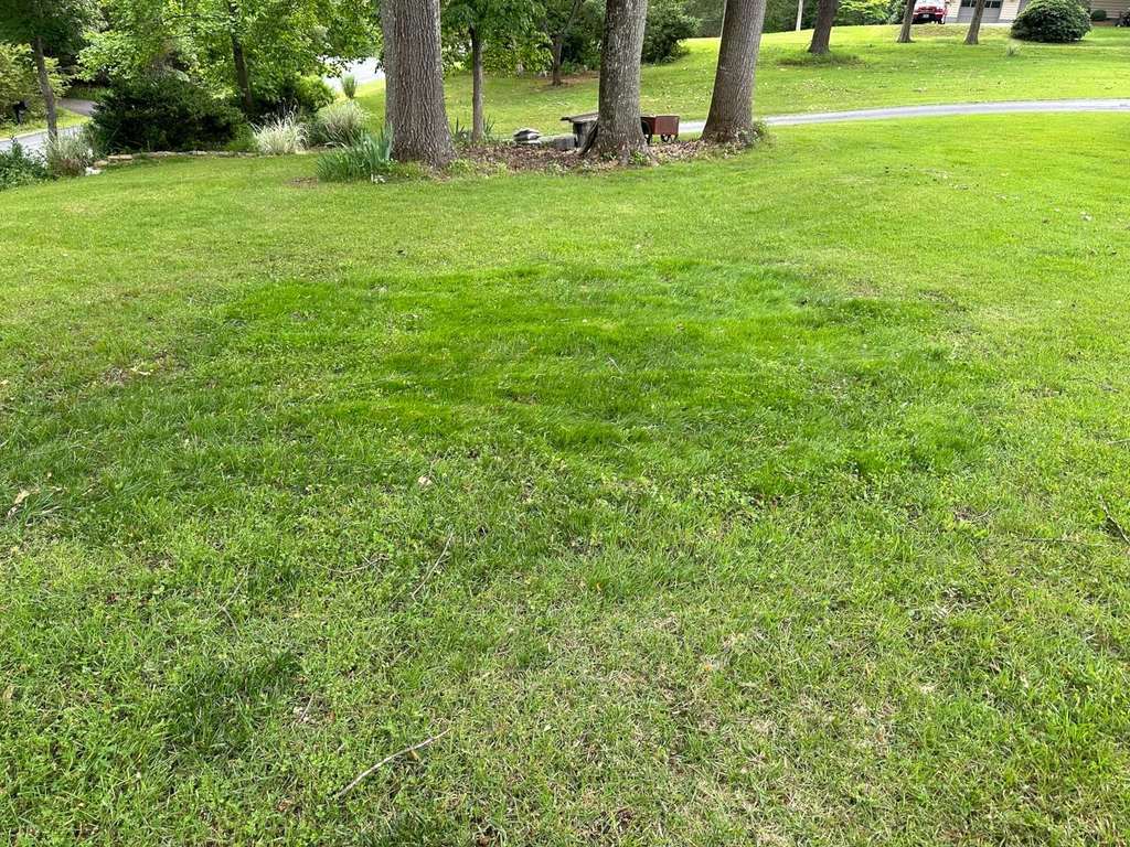 🔥 Last Day Promotion 50% OFF 🔥🌱 2026 Evergreen Dwarf Grass Seed for Four Seasons