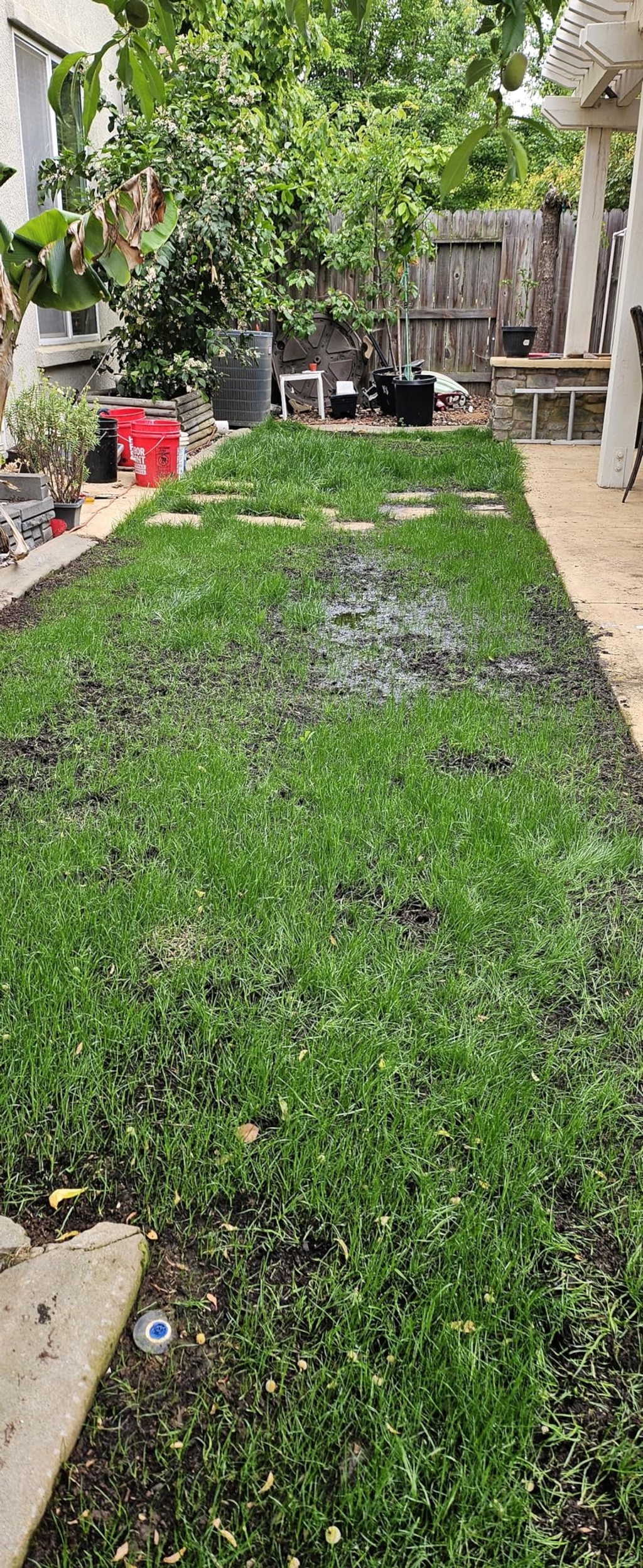🔥 Last Day Promotion 50% OFF 🔥🌱 2026 Evergreen Dwarf Grass Seed for Four Seasons