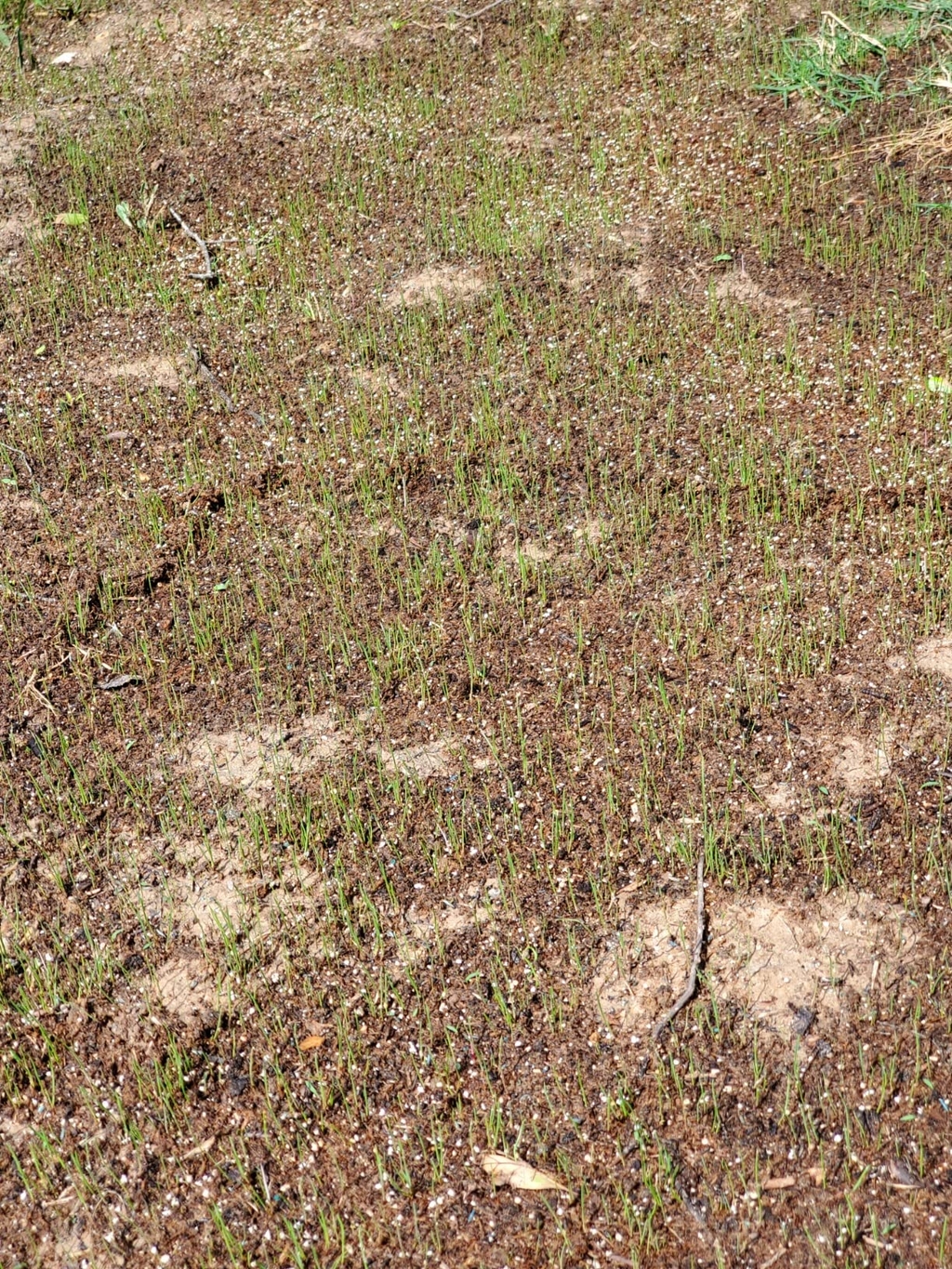 🔥 Last Day Promotion 50% OFF 🔥🌱 2026 Evergreen Dwarf Grass Seed for Four Seasons