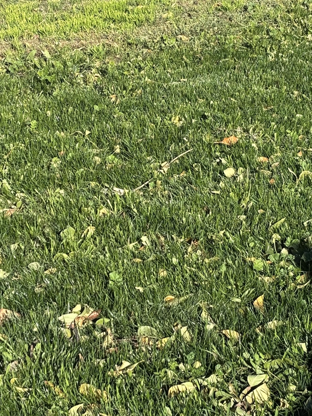 🔥 Last Day Promotion 50% OFF 🔥🌱 2026 Evergreen Dwarf Grass Seed for Four Seasons