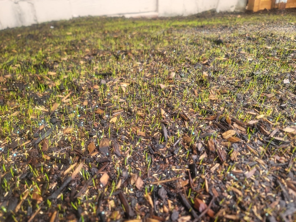 🔥 Last Day Promotion 50% OFF 🔥🌱 2026 Evergreen Dwarf Grass Seed for Four Seasons