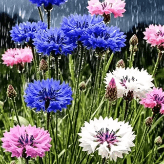 🎁 Hot Sale 50% OFF 🌱 Premium Cornflower Seeds – The "Unstoppable" Wildflower That Grows Anywhere