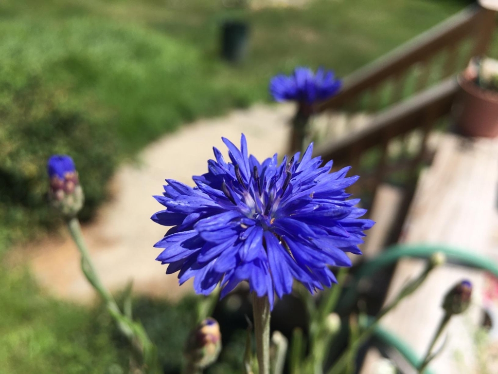 🎁 Hot Sale 50% OFF 🌱 Premium Cornflower Seeds – The "Unstoppable" Wildflower That Grows Anywhere