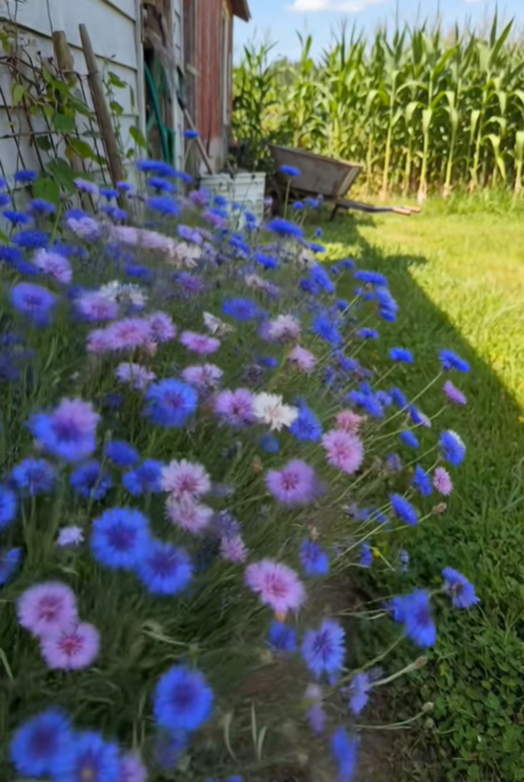 🎁 Hot Sale 50% OFF 🌱 Premium Cornflower Seeds – The "Unstoppable" Wildflower That Grows Anywhere