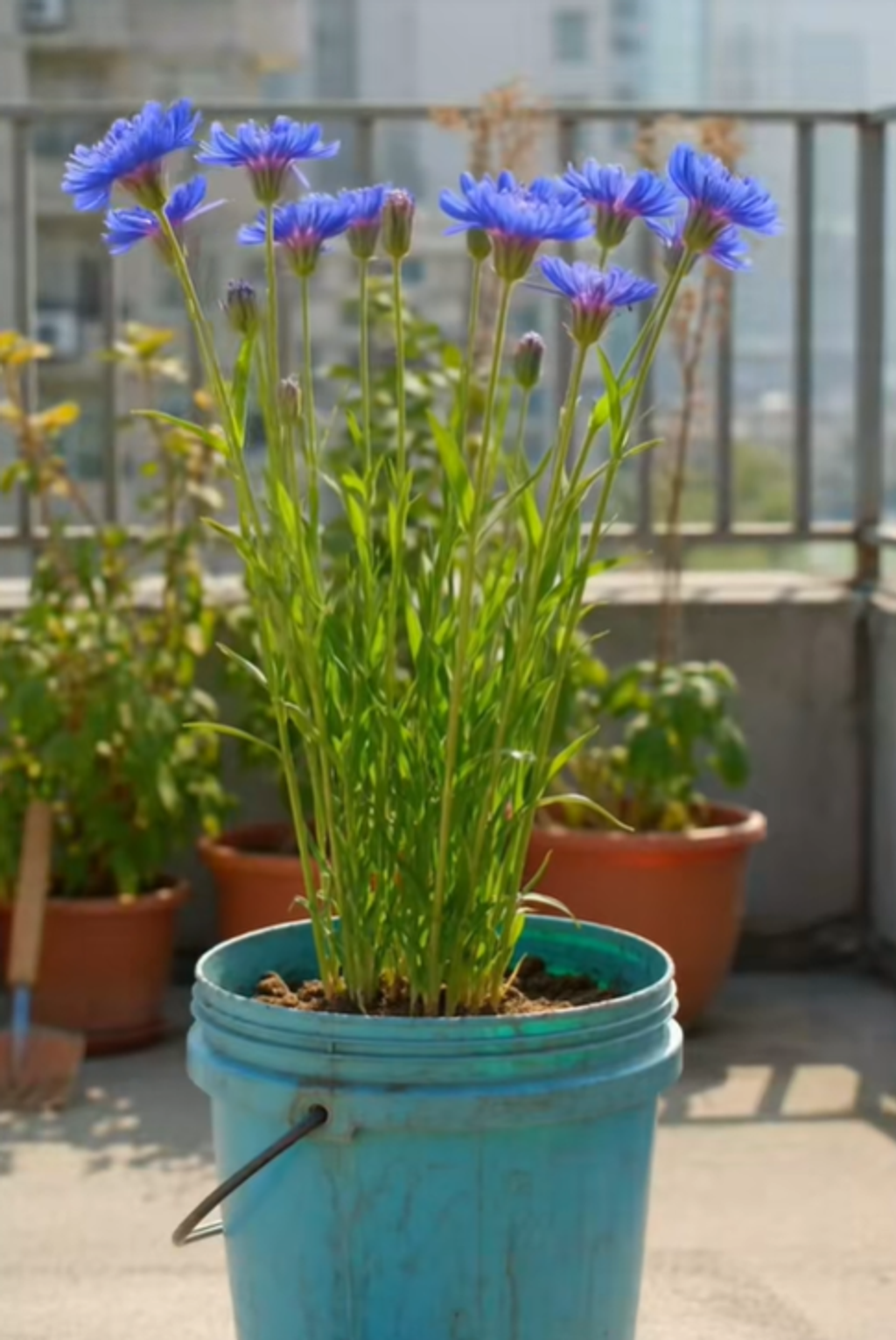 🎁 Hot Sale 50% OFF 🌱 Premium Cornflower Seeds – The "Unstoppable" Wildflower That Grows Anywhere