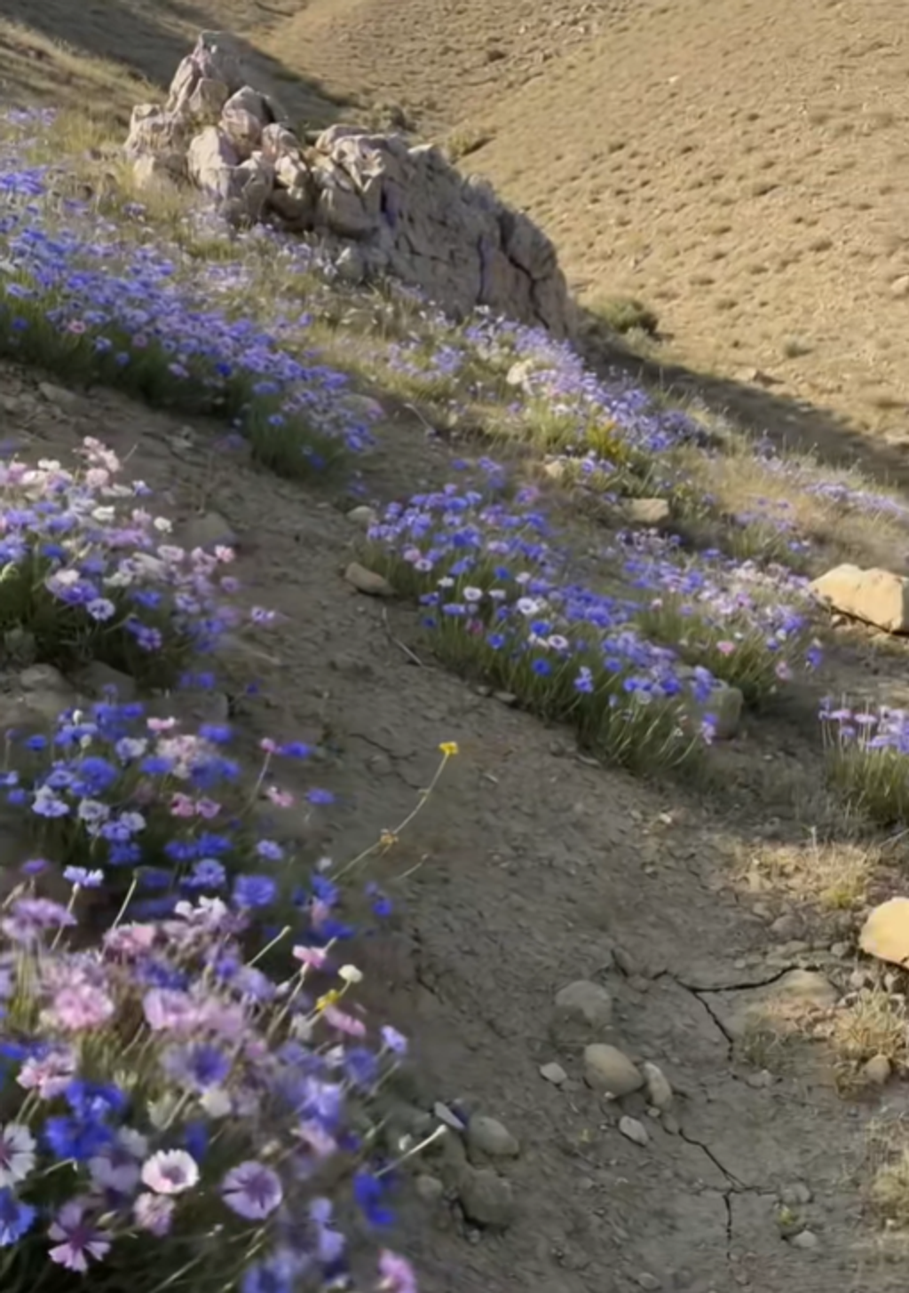 🎁 Hot Sale 50% OFF 🌱 Premium Cornflower Seeds – The "Unstoppable" Wildflower That Grows Anywhere