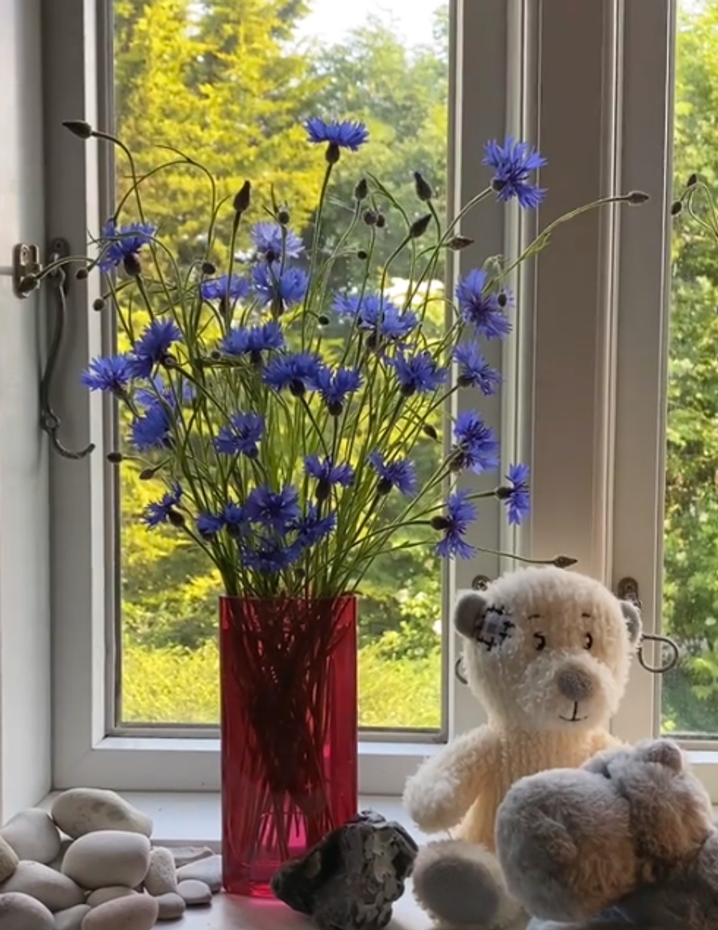 🎁 Hot Sale 50% OFF 🌱 Premium Cornflower Seeds – The "Unstoppable" Wildflower That Grows Anywhere